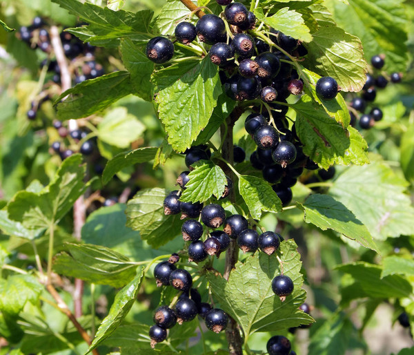 Schwarze Säulenjohannisbeere