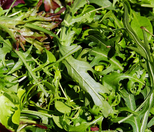 Salatmischung Asia-Leaf, 20er Schale