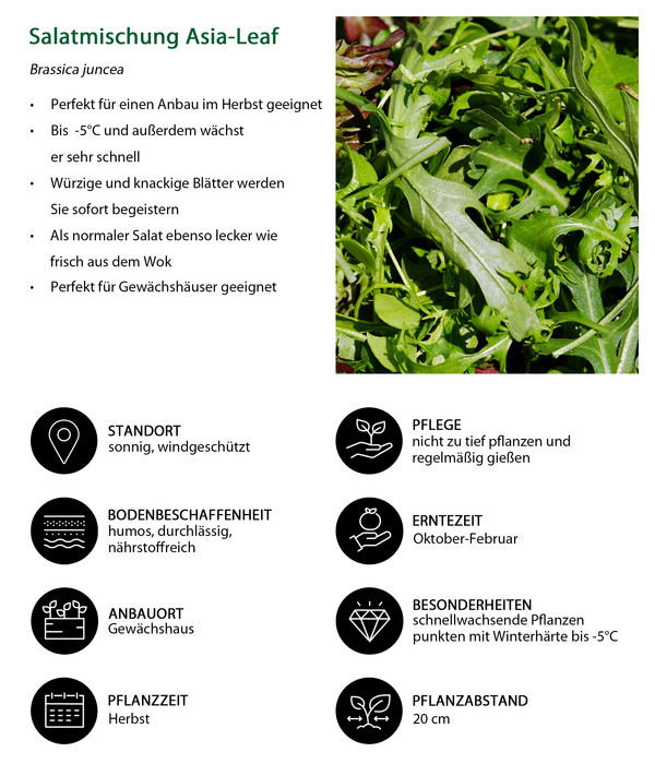 Salatmischung Asia-Leaf, 20er Schale