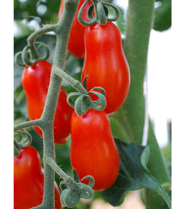 San-Marzano Tomate