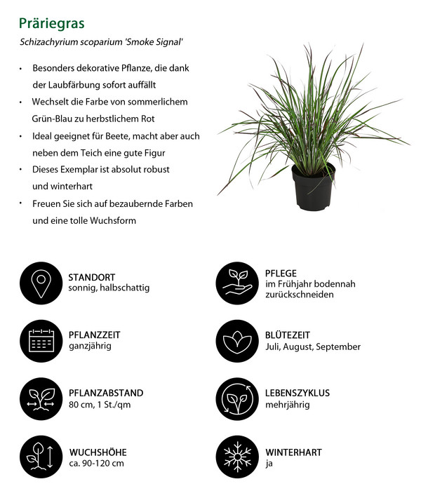 Präriegras 'Smoke Signal'