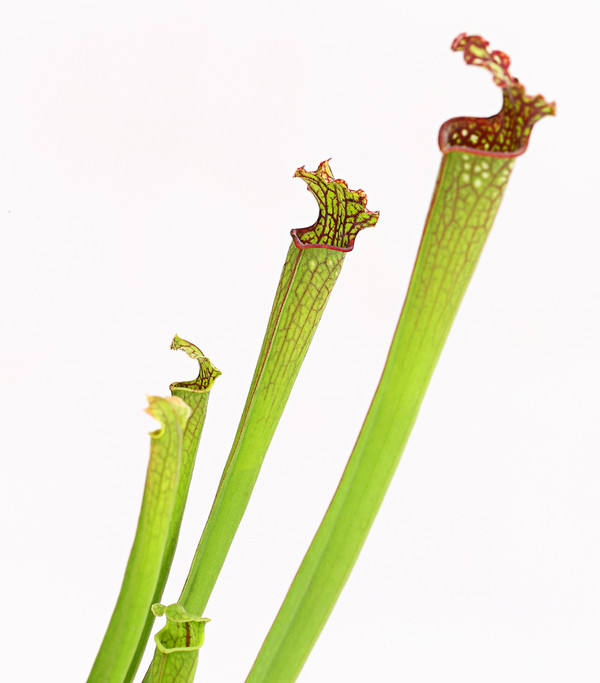 Schlauchpflanze - Sarracenia