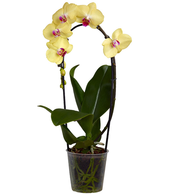 Schmetterlingsorchidee - Phalaenopsis cultivaris 'Cascade', verschiedene Farben