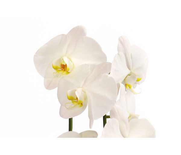 Schmetterlingsorchidee - Phalaenopsis cultivaris 'Cascade', weiß