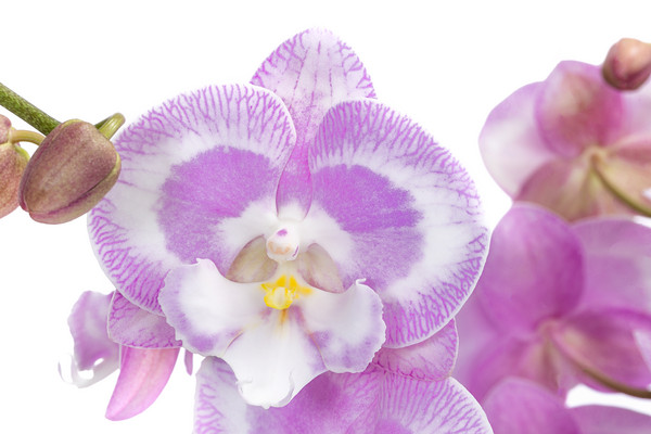 Schmetterlingsorchidee - Phalaenopsis cultivars 'Aladdin Kisz'