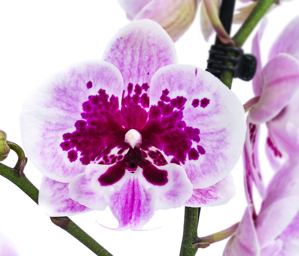 Schmetterlingsorchidee - Phalaenopsis cultivars 'Aladdin'