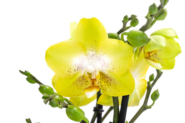 Schmetterlingsorchidee - Phalaenopsis cultivars 'Arezzo'