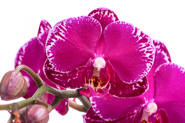 Schmetterlingsorchidee - Phalaenopsis cultivars 'Asian Violin'