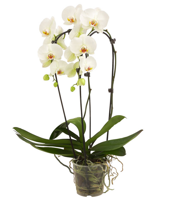 Schmetterlingsorchidee - Phalaenopsis cultivars 'Cascade', verschiedene Sorten