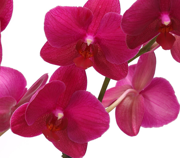 Schmetterlingsorchidee - Phalaenopsis cultivars 'Crossing', verschiedene Farben