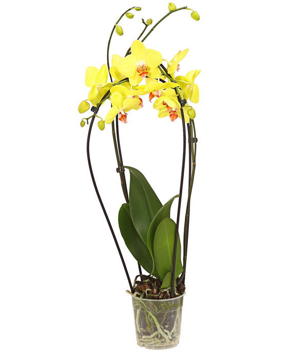 Schmetterlingsorchidee - Phalaenopsis cultivars 'Crossing', verschiedene Farben