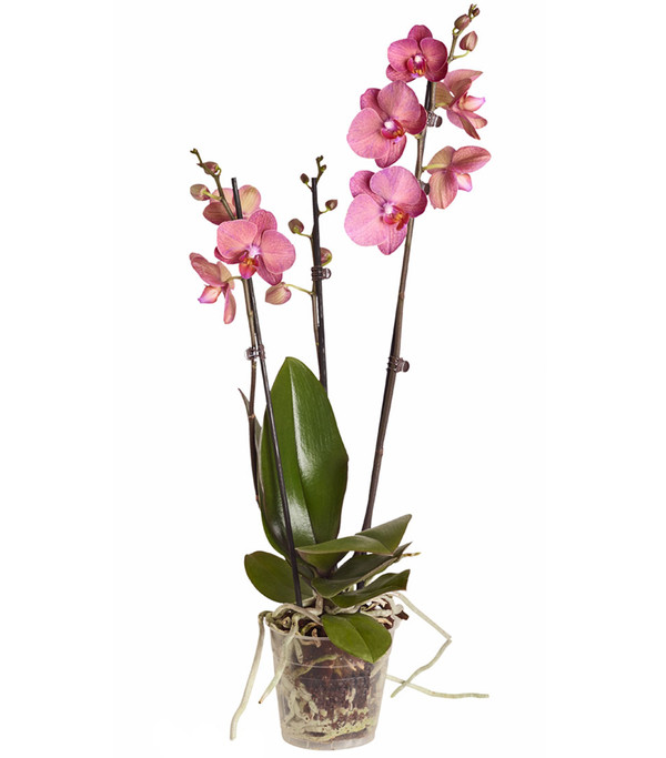 Schmetterlingsorchidee - Phalaenopsis cultivars, dreitriebig
