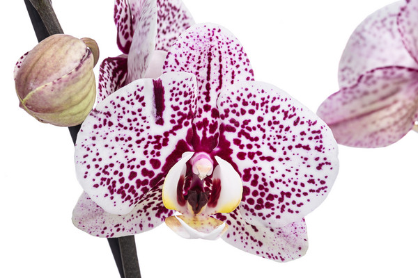 Schmetterlingsorchidee - Phalaenopsis cultivars 'Dutch Beauty'