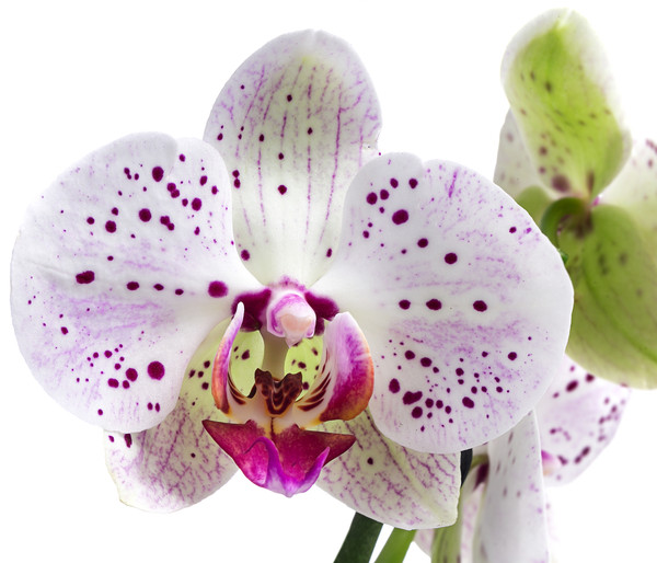 Schmetterlingsorchidee - Phalaenopsis cultivars 'Goya'