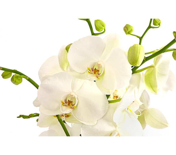 Schmetterlingsorchidee - Phalaenopsis cultivars, großblütig