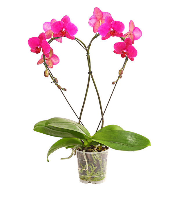 Schmetterlingsorchidee - Phalaenopsis cultivars 'Heart', verschiedene Sorten