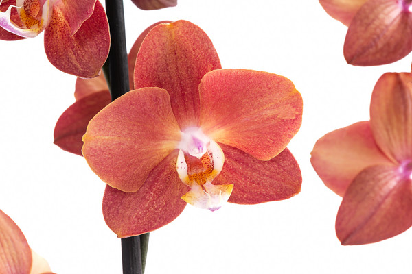 Schmetterlingsorchidee - Phalaenopsis cultivars 'Horizon'