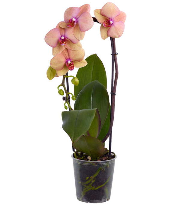 Schmetterlingsorchidee - Phalaenopsis cultivars Kascade, verschiedene Farben