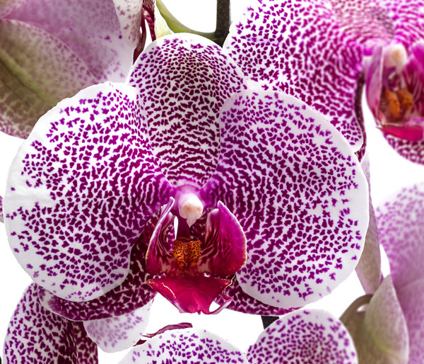 Schmetterlingsorchidee - Phalaenopsis cultivars 'Pandora'