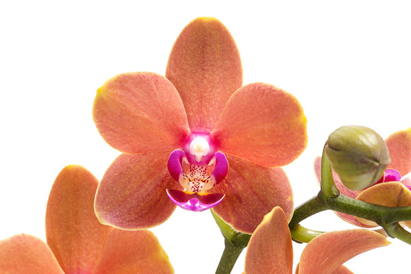 Schmetterlingsorchidee - Phalaenopsis cultivars 'Paprika'