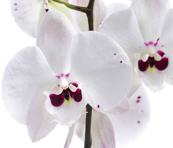 Schmetterlingsorchidee - Phalaenopsis cultivars 'Reyoung Prince'