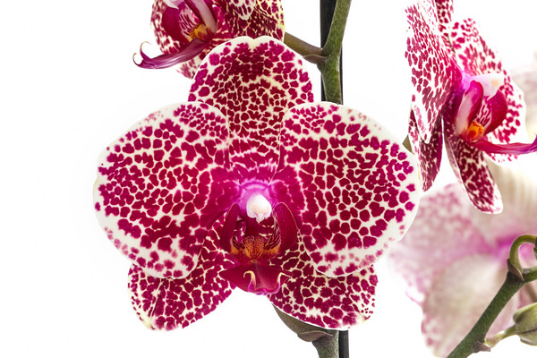Schmetterlingsorchidee - Phalaenopsis cultivars 'Sesame'