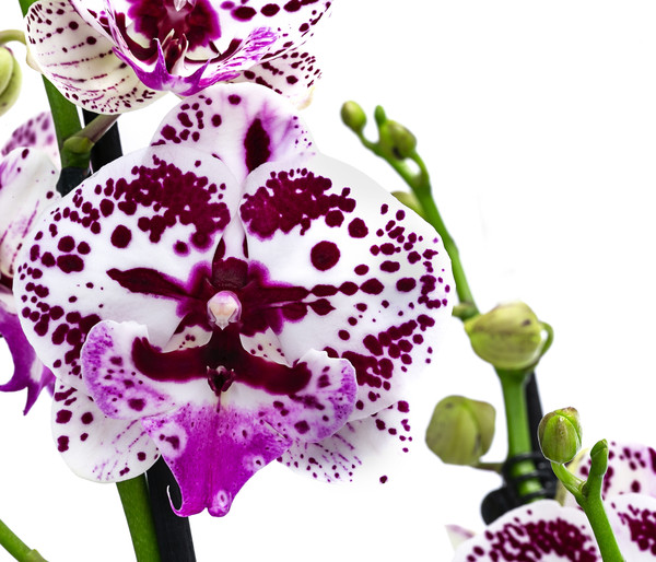 Schmetterlingsorchidee - Phalaenopsis cultivars 'Signature Speechless Elegance'
