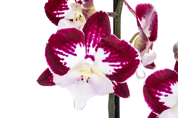 Schmetterlingsorchidee - Phalaenopsis cultivars 'Tinkerbell'