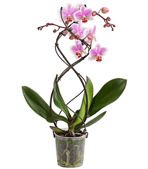 Schmetterlingsorchidee - Phalaenopsis cultivars 'Twister', verschiedene Farben
