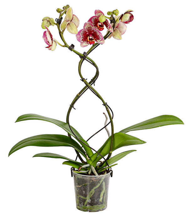 Schmetterlingsorchidee - Phalaenopsis cultivars 'Twister'