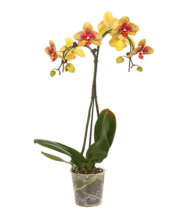 Schmetterlingsorchidee - Phalaenopsis cultivars 'Umbrella', verschiedene Sorten