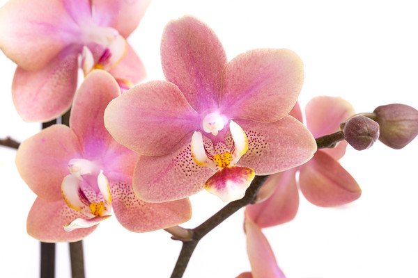 Schmetterlingsorchidee - Phalaenopsis cultivars, verschiedene Farben