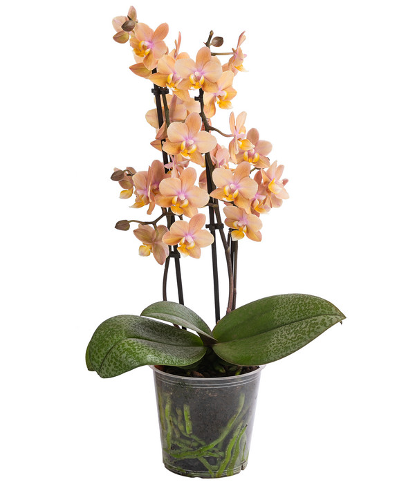 Schmetterlingsorchidee - Phalaenopsis cultivars, verschiedene Farben