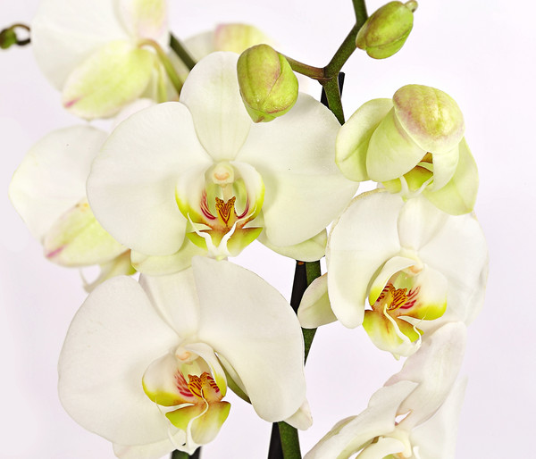 Schmetterlingsorchidee - Phalaenopsis cultivars, weiß