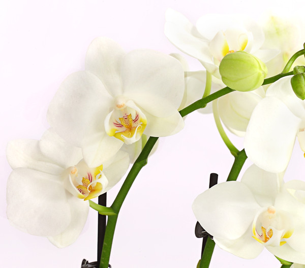 Schmetterlingsorchidee - Phalaenopsis cultivars, weiß