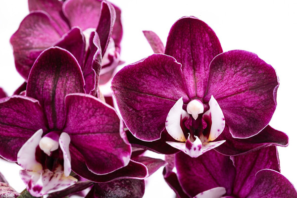 Schmetterlingsorchidee - Phalaenopsis cultivars 'Yuka'