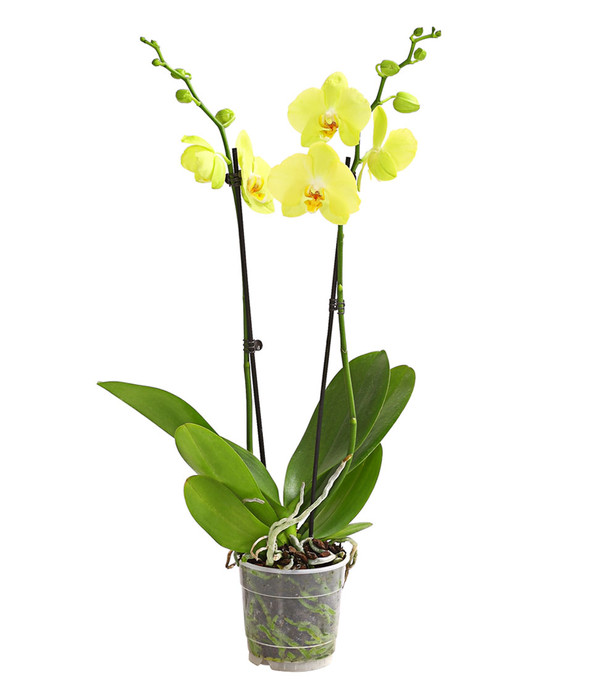 Schmetterlingsorchidee - Phalaenopsis cultivars, zweitriebig