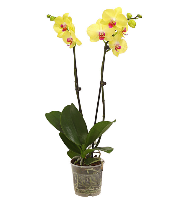 Schmetterlingsorchidee - Phalaenopsis cultivars, zweitriebig