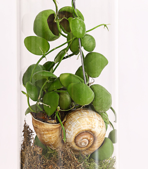 Schneckenhauspflanze im Glas - Dischidia pectinoides 'Snaily'