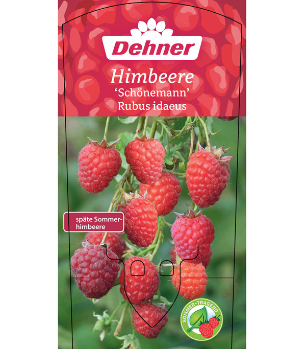 Himbeere 'Schönemann'