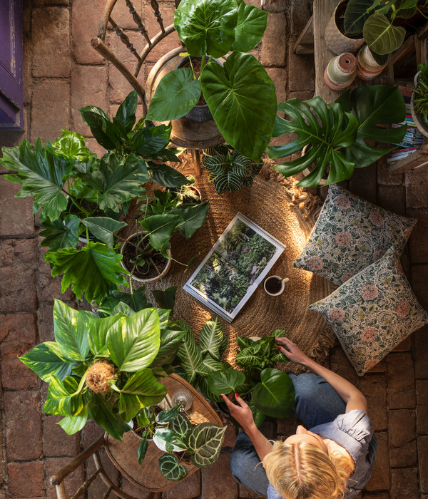 Schwarzgoldener Baumfreund - Philodendron melanochrysum am Kratistestab