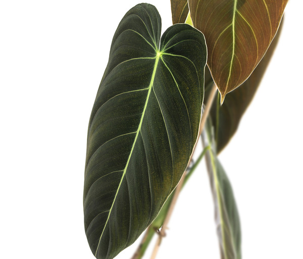 Schwarzgoldener Baumfreund - Philodendron melanochrysum