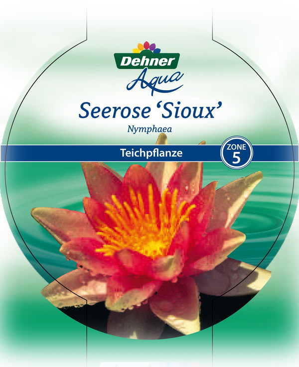 Dehner Seerose 'Sioux'