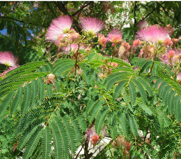 Seidenbaum 'Ombrella'