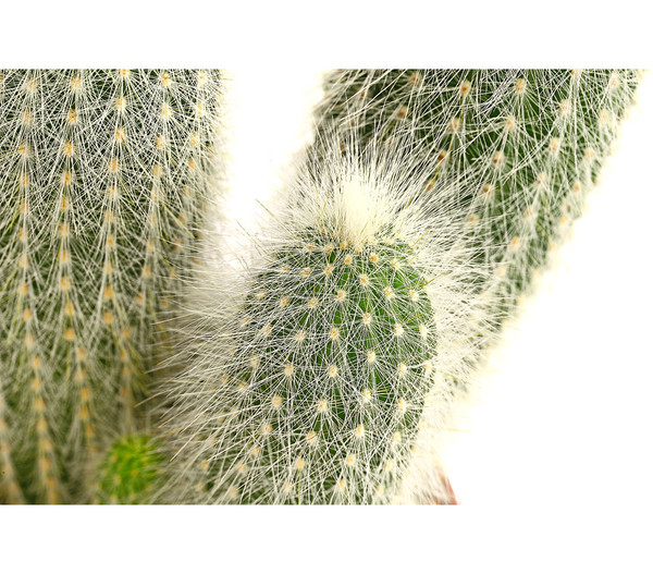 Silberkerzenkaktus - Cleistocactus strausii