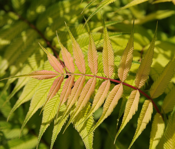 Sibirische Fiederspiere 'Sem'