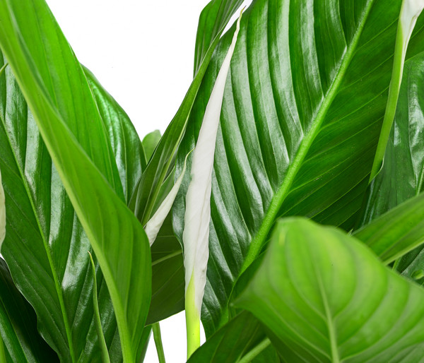 Einblatt - Spathiphyllum wallisii, in Keramik