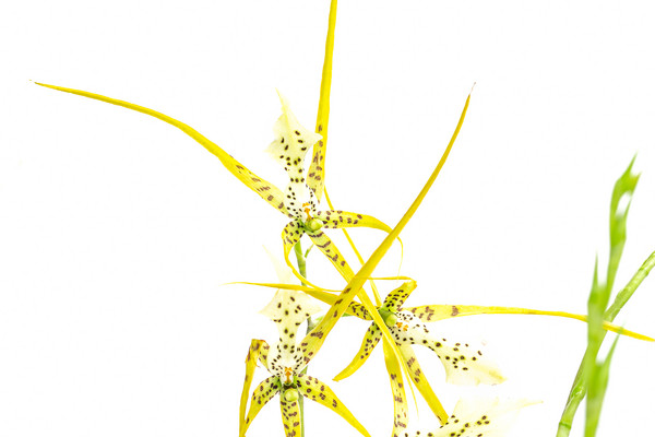 Spinnenorchidee - Brassia 'Fabian'