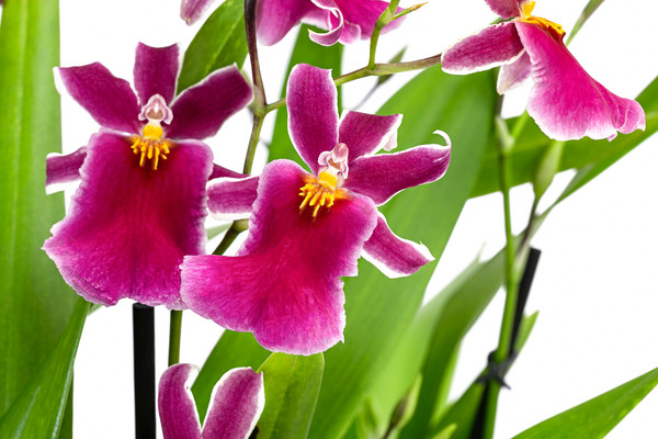 Stiefmütterchen-Orchidee - Miltonia 'Klara'