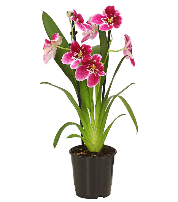 Stiefmütterchen-Orchidee - Miltonia, verschiedene Farben